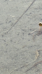 Cyprinodon macularius