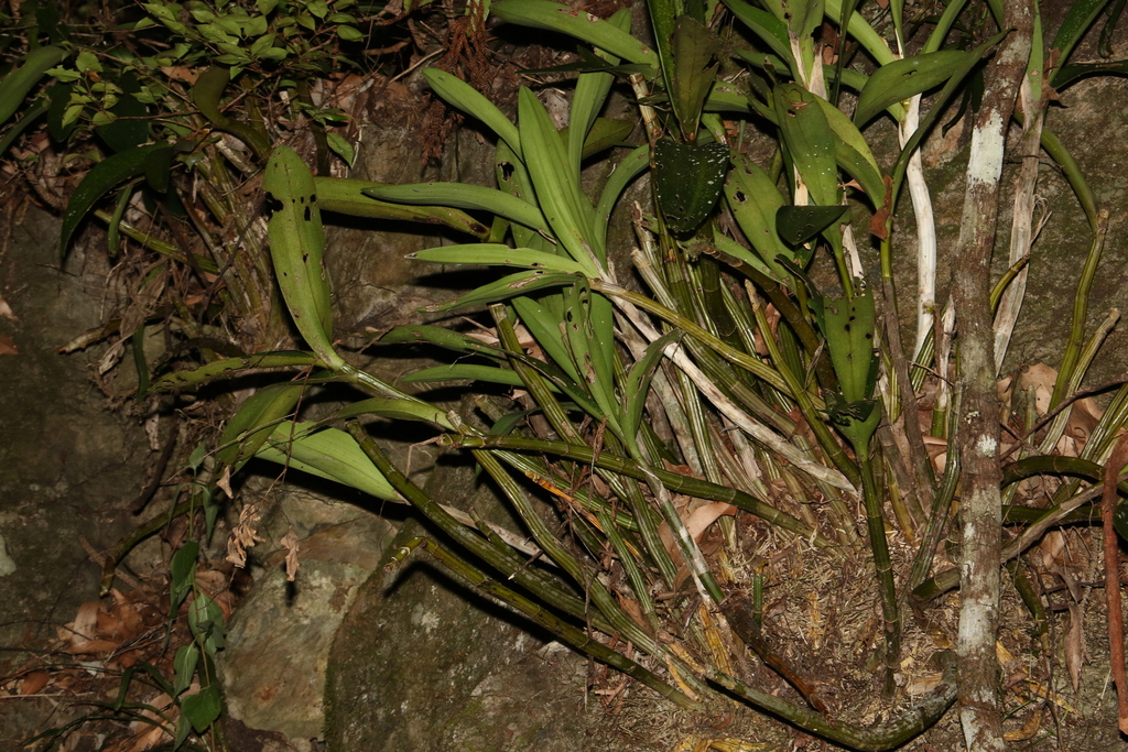 Dendrobium × speciokingianum