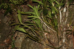 Dendrobium x delicatum