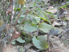 Doronicum plantagineum