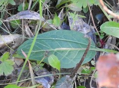Aristolochia paucinervis