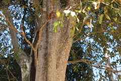 Lagerstroemia calyculata