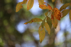 Lagerstroemia calyculata