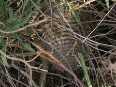 Chaetophractus vellerosus