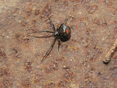 Latrodectus mirabilis