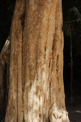 Lagerstroemia calyculata