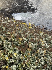 Eriophyllum staechadifolium