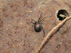 Latrodectus mirabilis