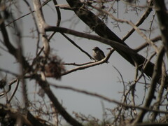 Pyrocephalus rubinus