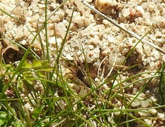 Alopecosa albofasciata