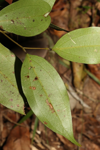 Image of White Supplejack (Ripogonum album) by (c) Greg Tasney, some rights reserved (CC BY-SA)
