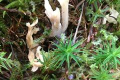 Clavulina coralloides