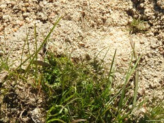 Alopecosa albofasciata