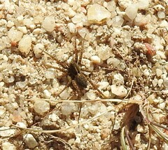 Alopecosa albofasciata