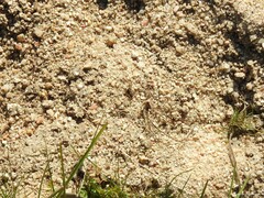Alopecosa albofasciata
