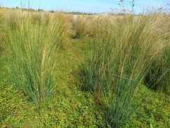 Juncus sarophorus