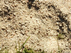 Alopecosa albofasciata