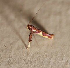 Caloptilia xanthopharella