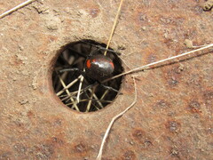 Latrodectus mirabilis