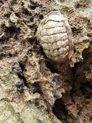 Chiton squamosus