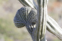 Cereus repandus