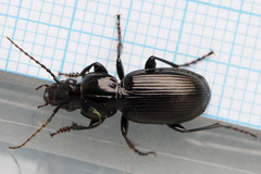 Pterostichus madidus