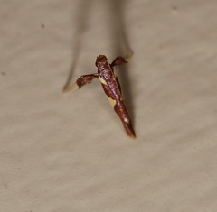 Caloptilia xanthopharella