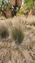 Baccharis sergiloides