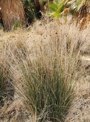 Baccharis sergiloides