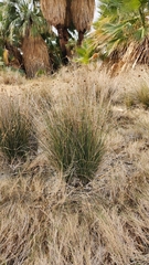 Baccharis sergiloides