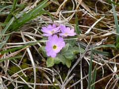 Primula farinosa