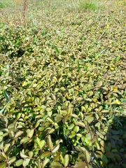 Argentina anserinoides