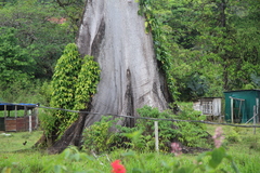 Ceiba pentandra