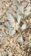 Tidestromia suffruticosa