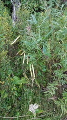 Lathyrus