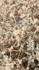 Tidestromia suffruticosa