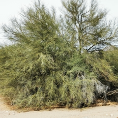 Parkinsonia florida
