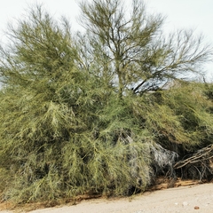 Parkinsonia florida