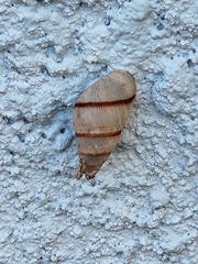 Bulimulus guadalupensis