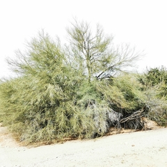 Parkinsonia florida