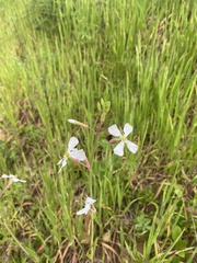 Raphanus raphanistrum