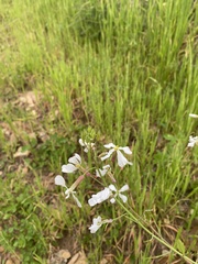 Raphanus raphanistrum