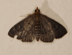 Arippara disticha