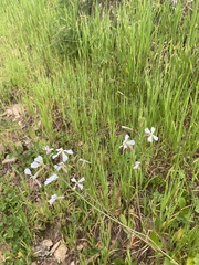 Raphanus raphanistrum