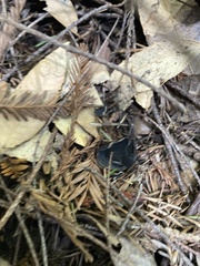 Pseudoplectania nigrella