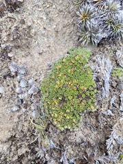 Veronica pulvinaris