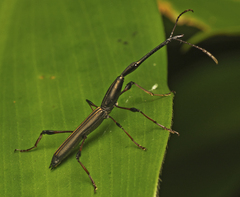 Ithystenus hollandiae