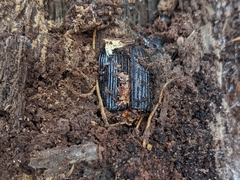 Odontotaenius disjunctus