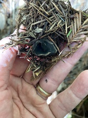 Pseudoplectania nigrella