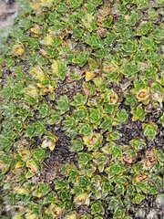 Veronica pulvinaris